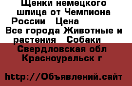 Щенки немецкого шпица от Чемпиона России › Цена ­ 50 000 - Все города Животные и растения » Собаки   . Свердловская обл.,Красноуральск г.